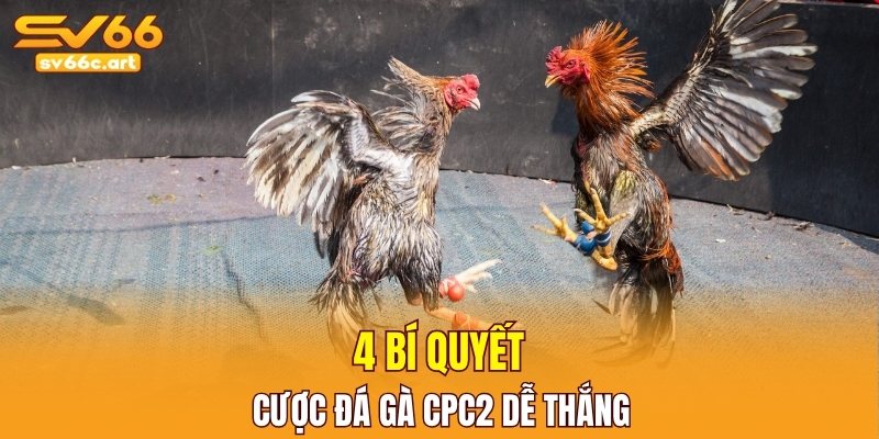 4 bí quyết cược đá gà CPC2 dễ thắng