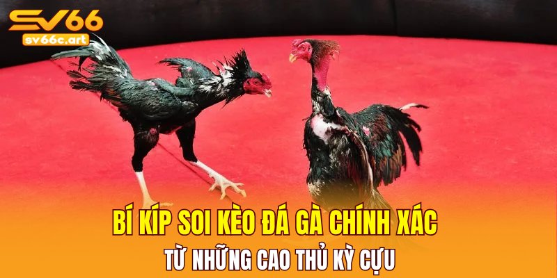 Bí kíp soi kèo đá gà chính xác từ những cao thủ kỳ cựu