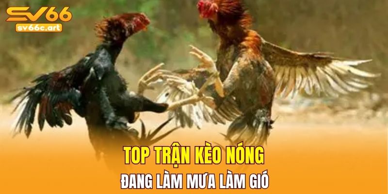 Các hình thức đá gà sát phạt đỉnh cao
