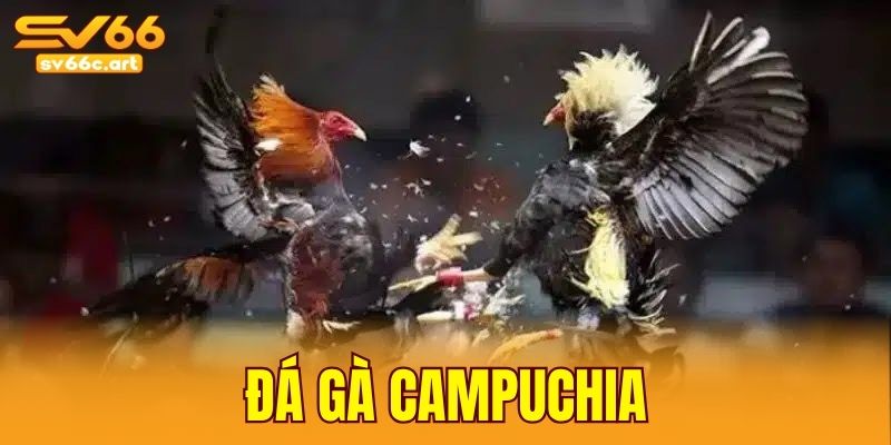 Đá gà campuchia