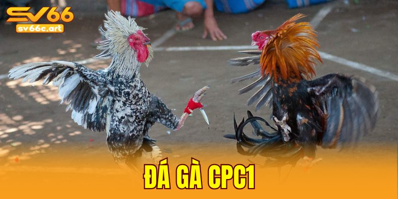 đá gà CPC1