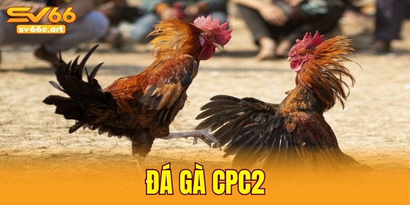 đá gà CPC2