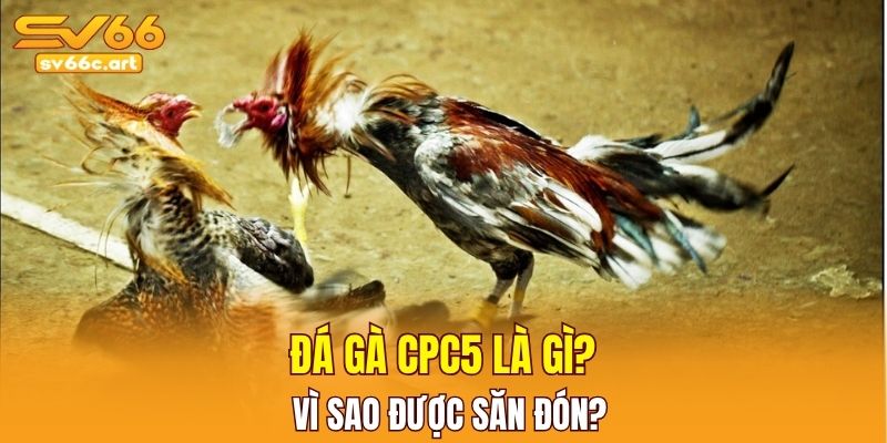 Đá gà CPC5 & sức hút đặc biệt