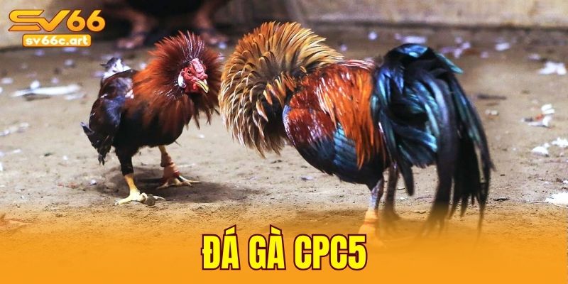 đá gà CPC5