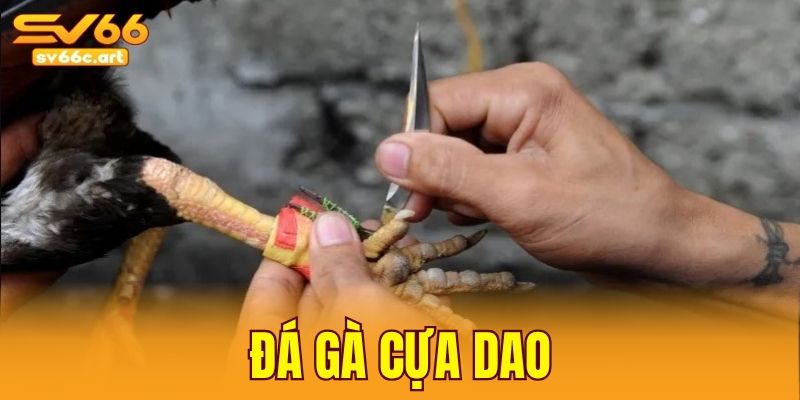 đá gà cựa dao