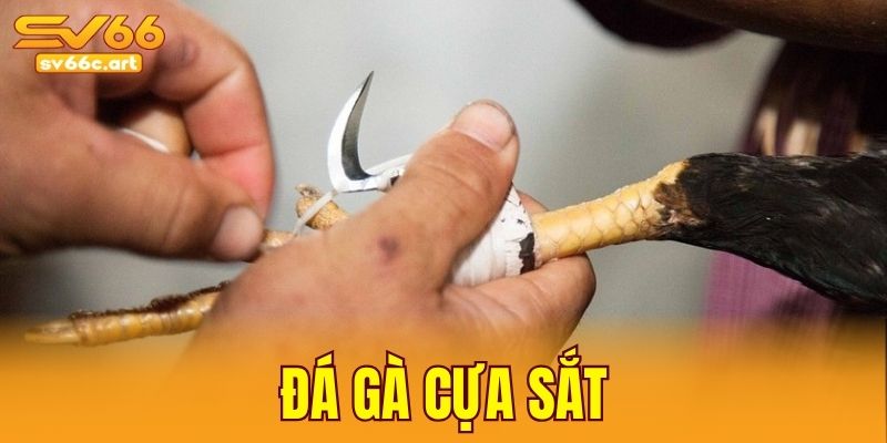 đá gà cựa sắt