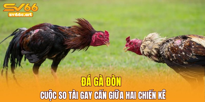 Đá gà đòn cuộc so tài gay cấn giữa hai chiến kê