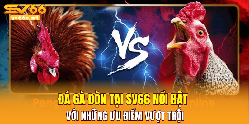 Đá gà đòn tại SV66 nổi bật với những ưu điểm vượt trội