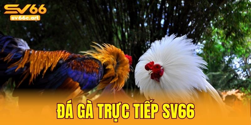 đá gà trực tiếp SV66