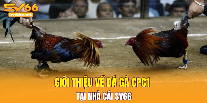 Giới thiệu về đá gà CPC1 tại nhà cái SV66