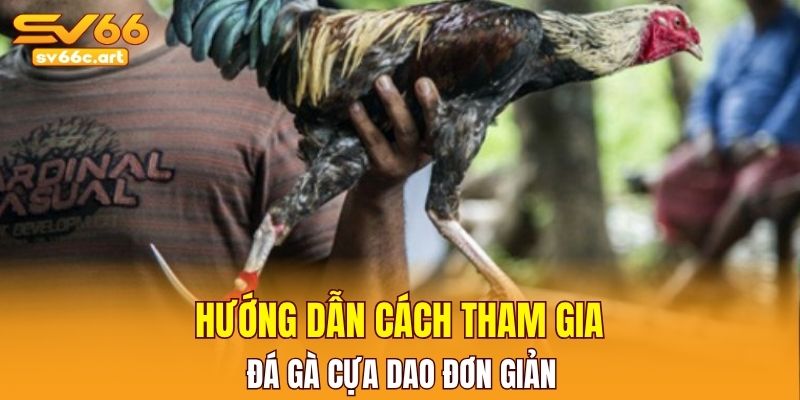 Hướng dẫn cách tham gia đá gà cựa dao đơn giản