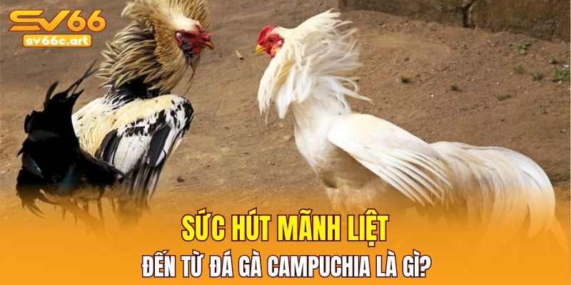 Không khí tại trường gà luôn sôi động, cuồng nhiệt