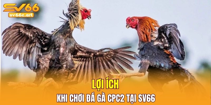 Lợi ích khi chơi đá gà CPC2 tại SV66