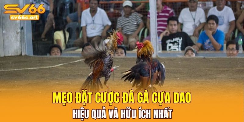 Mẹo đặt cược đá gà cựa dao hiệu quả và hữu ích nhất