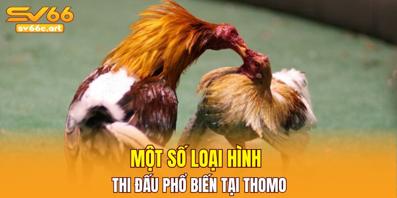 Một số loại hình thi đấu phổ biến tại Thomo