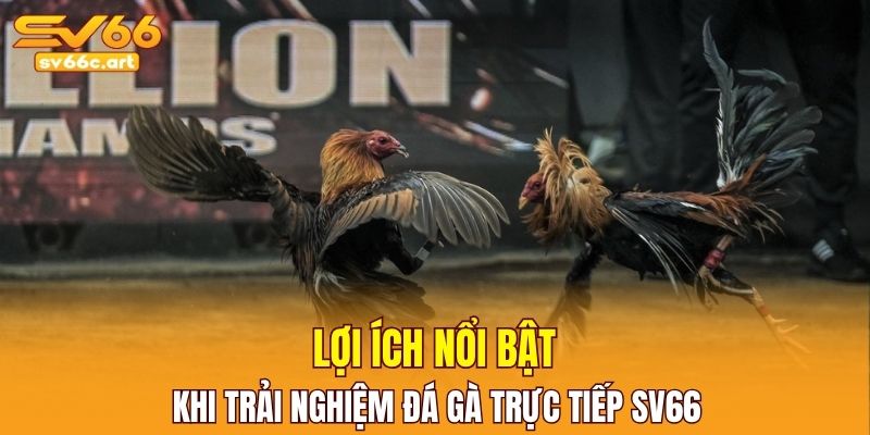 Một số lợi ích khi trải nghiệm đá gà trực tiếp tại nhà cái