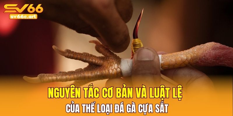 Nguyên tắc cơ bản và luật lệ của thể loại đá gà cựa sắt