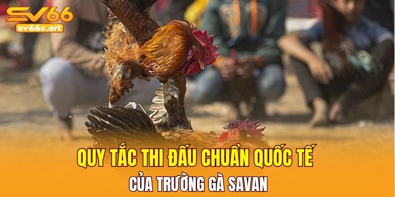 Quy tắc thi đấu chuẩn quốc tế của trường gà Savan
