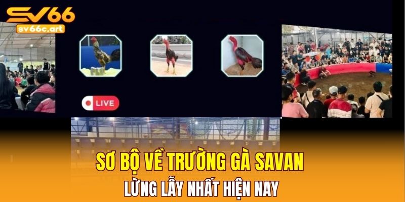 Sơ bộ về trường gà Savan lừng lẫy nhất hiện nay 