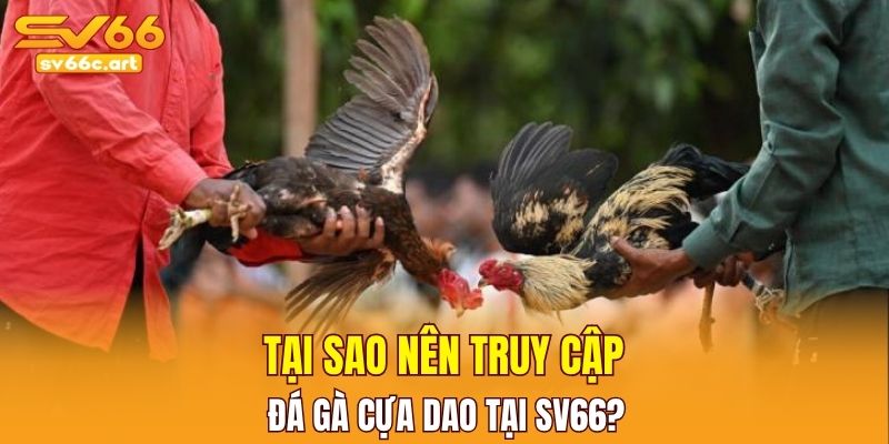 Tại sao nên truy cập đá gà cựa dao tại SV66?