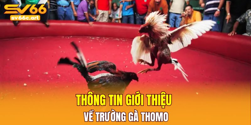 Thông tin giới thiệu về trường gà Thomo