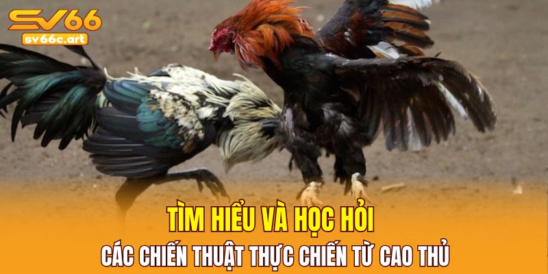 Tìm hiểu và học hỏi các chiến thuật thực chiến từ cao thủ