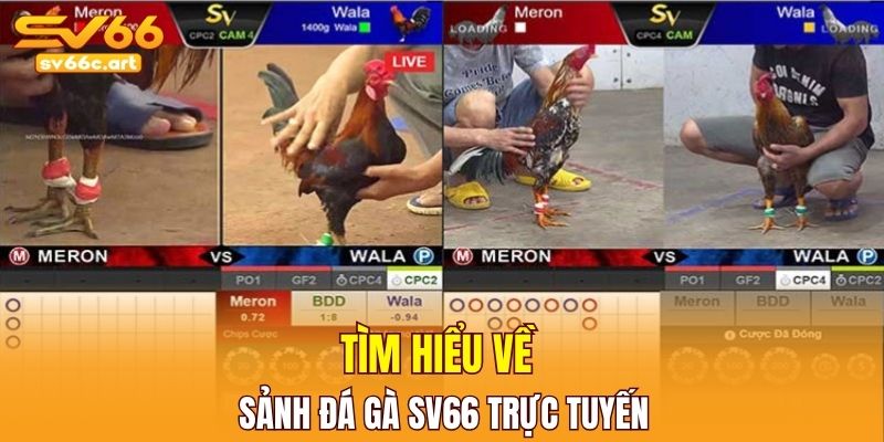 Tìm hiểu về sảnh đá gà SV66 trực tuyến