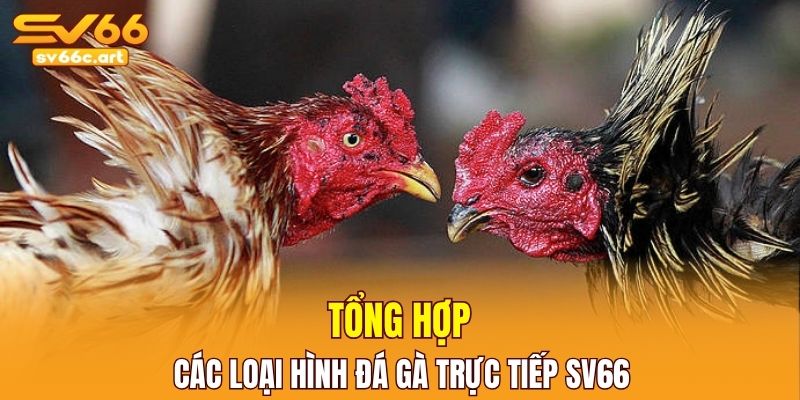 Tổng hợp các loại hình đá gà trực tiếp đang được yêu thích