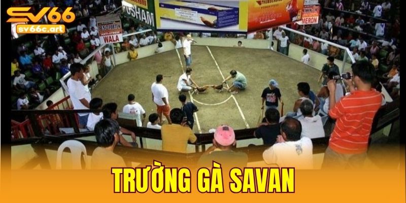trường gà Savan