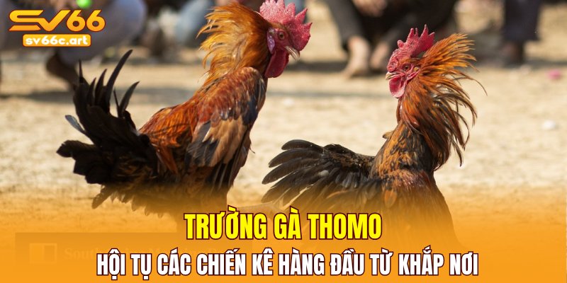 Trường gà Thomo hội tụ các chiến kê hàng đầu từ khắp nơi