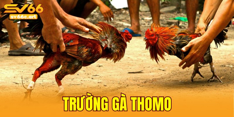 trường gà Thomo