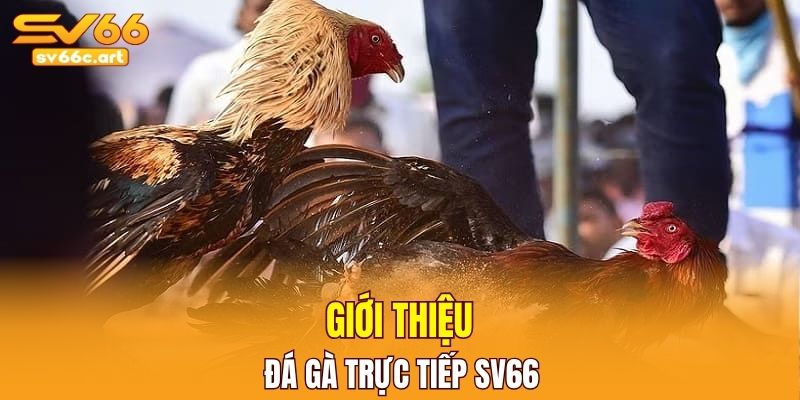 Vài nét sơ lược về đá gà trực tiếp SV66